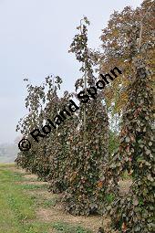 Rot-Buche 'Purple Fountain', Blutbuche 'Purple Fountain', Blut-Buche 'Purple Fountain', Fagus sylvatica 'Purple Fountain', Fagaceae, Fagus sylvatica 'Purple Fountain', Rot-Buche 'Purple Fountain', Blutbuche 'Purple Fountain', Blut-Buche 'Purple Fountain', Habitus Kauf von 06997_fagus_sylvatica_purple_fountain_dsc_0754.jpg