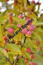 Zier-Apfel 'Adirondack', Zierapfel 'Adirondack, Malus 'Adirondack', Rosaceae, Malus 'Adirondack', Zier-Apfel 'Adirondack', Zierapfel 'Adirondack', fruchtend Kauf von 06998_malus_adirondack_dsc_0755.jpg