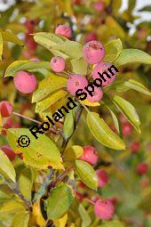 Zier-Apfel 'Adirondack', Zierapfel 'Adirondack, Malus 'Adirondack', Rosaceae, Malus 'Adirondack', Zier-Apfel 'Adirondack', Zierapfel 'Adirondack', fruchtend Kauf von 06998_malus_adirondack_dsc_0756.jpg