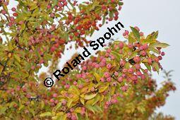 Zier-Apfel 'Adirondack', Zierapfel 'Adirondack, Malus 'Adirondack', Rosaceae, Malus 'Adirondack', Zier-Apfel 'Adirondack', Zierapfel 'Adirondack', fruchtend Kauf von 06998_malus_adirondack_dsc_0757.jpg