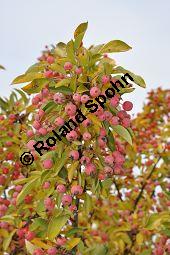Zier-Apfel 'Adirondack', Zierapfel 'Adirondack, Malus 'Adirondack', Rosaceae, Malus 'Adirondack', Zier-Apfel 'Adirondack', Zierapfel 'Adirondack', fruchtend Kauf von 06998_malus_adirondack_dsc_0758.jpg
