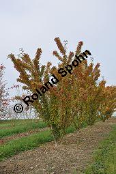 Zier-Apfel 'Adirondack', Zierapfel 'Adirondack, Malus 'Adirondack', Rosaceae, Malus 'Adirondack', Zier-Apfel 'Adirondack', Zierapfel 'Adirondack', fruchtend Kauf von 06998_malus_adirondack_dsc_0759.jpg