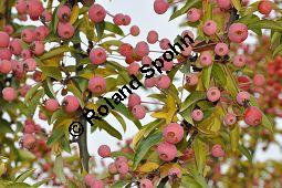 Zier-Apfel 'Adirondack', Zierapfel 'Adirondack, Malus 'Adirondack', Rosaceae, Malus 'Adirondack', Zier-Apfel 'Adirondack', Zierapfel 'Adirondack', fruchtend Kauf von 06998_malus_adirondack_dsc_0761.jpg