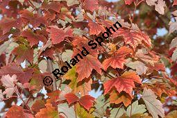 Rot-Ahorn 'October Glory', Rotahorn 'October Glory', Acer rubrum 'October Glory', Aceraceae, Acer rubrum 'October Glory', Rot-Ahorn 'October Glory', Rotahorn 'October Glory', Herbstfärbung Kauf von 07002_acer_rubrum_october_glory_dsc_0800.jpg