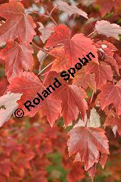 Rot-Ahorn 'October Glory', Rotahorn 'October Glory', Acer rubrum 'October Glory', Aceraceae, Acer rubrum 'October Glory', Rot-Ahorn 'October Glory', Rotahorn 'October Glory', Herbstfärbung Kauf von 07002_acer_rubrum_october_glory_dsc_0801.jpg
