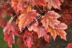 Rot-Ahorn 'October Glory', Rotahorn 'October Glory', Acer rubrum 'October Glory', Aceraceae, Acer rubrum 'October Glory', Rot-Ahorn 'October Glory', Rotahorn 'October Glory', Herbstfärbung Kauf von 07002_acer_rubrum_october_glory_dsc_0802.jpg