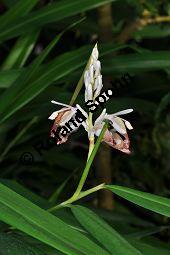 Java-Kardamom, Amomum compactum, Amomum cardamomum, Zingiberaceae, Amomum compactum, Amomum cardamomum, Java-Kardamom, Blühend Kauf von 07004_amomum_compactum_dsc_0860.jpg