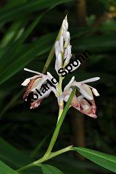 Java-Kardamom, Amomum compactum, Amomum cardamomum, Zingiberaceae, Amomum compactum, Amomum cardamomum, Java-Kardamom, Blühend Kauf von 07004_amomum_compactum_dsc_0861.jpg