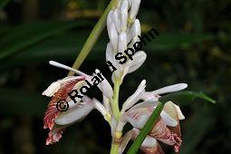 Java-Kardamom, Amomum compactum, Amomum cardamomum, Zingiberaceae, Amomum compactum, Amomum cardamomum, Java-Kardamom, Blühend Kauf von 07004_amomum_compactum_dsc_0863.jpg