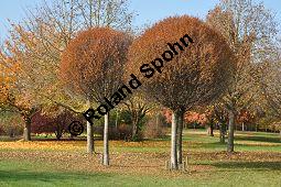 Kugel-Steppen-Kirsche, Steppen-Kirsche 'Globosa', Kugel-Kirsche, Prunus fruticosa 'Globosa', Prunus x eminens 'Umbraculifera', Rosaceae, Prunus fruticosa 'Globosa', Prunus x eminens 'Umbraculifera', Kugel-Steppen-Kirsche, Kugel-Kirsche, Steppen-Kirsche 'Globosa', Krone blühend Kauf von 07013_prunus_fruticosa_globosa_dsc_1071.jpg