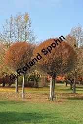 Kugel-Steppen-Kirsche, Steppen-Kirsche 'Globosa', Kugel-Kirsche, Prunus fruticosa 'Globosa', Prunus x eminens 'Umbraculifera', Rosaceae, Prunus fruticosa 'Globosa', Prunus x eminens 'Umbraculifera', Kugel-Steppen-Kirsche, Kugel-Kirsche, Steppen-Kirsche 'Globosa', Krone blühend Kauf von 07013_prunus_fruticosa_globosa_dsc_1072.jpg