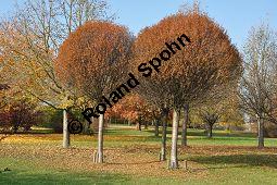 Kugel-Steppen-Kirsche, Steppen-Kirsche 'Globosa', Kugel-Kirsche, Prunus fruticosa 'Globosa', Prunus x eminens 'Umbraculifera', Rosaceae, Prunus fruticosa 'Globosa', Prunus x eminens 'Umbraculifera', Kugel-Steppen-Kirsche, Kugel-Kirsche, Steppen-Kirsche 'Globosa', Krone blühend Kauf von 07013_prunus_fruticosa_globosa_dsc_1073.jpg