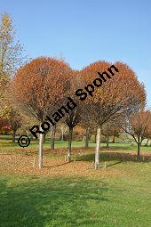 Kugel-Steppen-Kirsche, Steppen-Kirsche 'Globosa', Kugel-Kirsche, Prunus fruticosa 'Globosa', Prunus x eminens 'Umbraculifera', Rosaceae, Prunus fruticosa 'Globosa', Prunus x eminens 'Umbraculifera', Kugel-Steppen-Kirsche, Kugel-Kirsche, Steppen-Kirsche 'Globosa', Krone blühend Kauf von 07013_prunus_fruticosa_globosa_dsc_1074.jpg