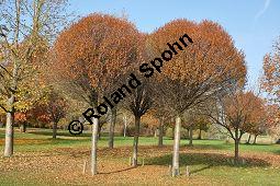 Kugel-Steppen-Kirsche, Steppen-Kirsche 'Globosa', Kugel-Kirsche, Prunus fruticosa 'Globosa', Prunus x eminens 'Umbraculifera', Rosaceae, Prunus fruticosa 'Globosa', Prunus x eminens 'Umbraculifera', Kugel-Steppen-Kirsche, Kugel-Kirsche, Steppen-Kirsche 'Globosa', Krone blühend Kauf von 07013_prunus_fruticosa_globosa_dsc_1075.jpg