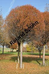 Kugel-Steppen-Kirsche, Steppen-Kirsche 'Globosa', Kugel-Kirsche, Prunus fruticosa 'Globosa', Prunus x eminens 'Umbraculifera', Rosaceae, Prunus fruticosa 'Globosa', Prunus x eminens 'Umbraculifera', Kugel-Steppen-Kirsche, Kugel-Kirsche, Steppen-Kirsche 'Globosa', Krone blühend Kauf von 07013_prunus_fruticosa_globosa_dsc_1076.jpg