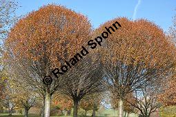 Kugel-Steppen-Kirsche, Steppen-Kirsche 'Globosa', Kugel-Kirsche, Prunus fruticosa 'Globosa', Prunus x eminens 'Umbraculifera', Rosaceae, Prunus fruticosa 'Globosa', Prunus x eminens 'Umbraculifera', Kugel-Steppen-Kirsche, Kugel-Kirsche, Steppen-Kirsche 'Globosa', Krone blühend Kauf von 07013_prunus_fruticosa_globosa_dsc_1077.jpg