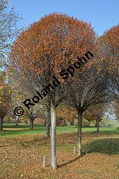 Kugel-Steppen-Kirsche, Steppen-Kirsche 'Globosa', Kugel-Kirsche, Prunus fruticosa 'Globosa', Prunus x eminens 'Umbraculifera', Rosaceae, Prunus fruticosa 'Globosa', Prunus x eminens 'Umbraculifera', Kugel-Steppen-Kirsche, Kugel-Kirsche, Steppen-Kirsche 'Globosa', Krone blühend Kauf von 07013_prunus_fruticosa_globosa_dsc_1078.jpg