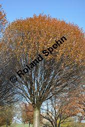 Kugel-Steppen-Kirsche, Steppen-Kirsche 'Globosa', Kugel-Kirsche, Prunus fruticosa 'Globosa', Prunus x eminens 'Umbraculifera', Rosaceae, Prunus fruticosa 'Globosa', Prunus x eminens 'Umbraculifera', Kugel-Steppen-Kirsche, Kugel-Kirsche, Steppen-Kirsche 'Globosa', Krone blühend Kauf von 07013_prunus_fruticosa_globosa_dsc_1079.jpg