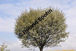 Kugel-Steppen-Kirsche, Steppen-Kirsche 'Globosa', Kugel-Kirsche, Prunus fruticosa 'Globosa', Prunus x eminens 'Umbraculifera', Rosaceae, Prunus fruticosa 'Globosa', Prunus x eminens 'Umbraculifera', Kugel-Steppen-Kirsche, Kugel-Kirsche, Steppen-Kirsche 'Globosa', Krone blühend Kauf von 07013_prunus_fruticosa_globosa_dsc_3386.jpg