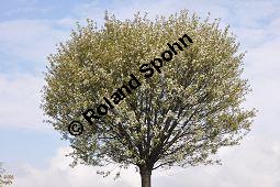 Kugel-Steppen-Kirsche, Steppen-Kirsche 'Globosa', Kugel-Kirsche, Prunus fruticosa 'Globosa', Prunus x eminens 'Umbraculifera', Rosaceae, Prunus fruticosa 'Globosa', Prunus x eminens 'Umbraculifera', Kugel-Steppen-Kirsche, Kugel-Kirsche, Steppen-Kirsche 'Globosa', Krone blühend Kauf von 07013_prunus_fruticosa_globosa_dsc_3387.jpg