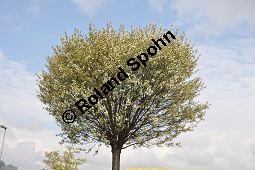 Kugel-Steppen-Kirsche, Steppen-Kirsche 'Globosa', Kugel-Kirsche, Prunus fruticosa 'Globosa', Prunus x eminens 'Umbraculifera', Rosaceae, Prunus fruticosa 'Globosa', Prunus x eminens 'Umbraculifera', Kugel-Steppen-Kirsche, Kugel-Kirsche, Steppen-Kirsche 'Globosa', Krone blühend Kauf von 07013_prunus_fruticosa_globosa_dsc_3388.jpg