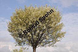 Kugel-Steppen-Kirsche, Steppen-Kirsche 'Globosa', Kugel-Kirsche, Prunus fruticosa 'Globosa', Prunus x eminens 'Umbraculifera', Rosaceae, Prunus fruticosa 'Globosa', Prunus x eminens 'Umbraculifera', Kugel-Steppen-Kirsche, Kugel-Kirsche, Steppen-Kirsche 'Globosa', Krone blühend Kauf von 07013_prunus_fruticosa_globosa_dsc_3389.jpg