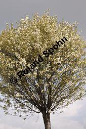 Kugel-Steppen-Kirsche, Steppen-Kirsche 'Globosa', Kugel-Kirsche, Prunus fruticosa 'Globosa', Prunus x eminens 'Umbraculifera', Rosaceae, Prunus fruticosa 'Globosa', Prunus x eminens 'Umbraculifera', Kugel-Steppen-Kirsche, Kugel-Kirsche, Steppen-Kirsche 'Globosa', Krone blühend Kauf von 07013_prunus_fruticosa_globosa_dsc_3390.jpg