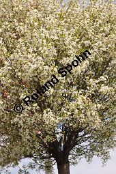 Kugel-Steppen-Kirsche, Steppen-Kirsche 'Globosa', Kugel-Kirsche, Prunus fruticosa 'Globosa', Prunus x eminens 'Umbraculifera', Rosaceae, Prunus fruticosa 'Globosa', Prunus x eminens 'Umbraculifera', Kugel-Steppen-Kirsche, Kugel-Kirsche, Steppen-Kirsche 'Globosa', Krone blühend Kauf von 07013_prunus_fruticosa_globosa_dsc_3391.jpg