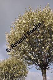 Kugel-Steppen-Kirsche, Steppen-Kirsche 'Globosa', Kugel-Kirsche, Prunus fruticosa 'Globosa', Prunus x eminens 'Umbraculifera', Rosaceae, Prunus fruticosa 'Globosa', Prunus x eminens 'Umbraculifera', Kugel-Steppen-Kirsche, Kugel-Kirsche, Steppen-Kirsche 'Globosa', Krone blühend Kauf von 07013_prunus_fruticosa_globosa_dsc_3393.jpg