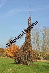 Hänge-Blut-Buche, Blut-Buche Hängeform, Fagus sylvatica 'Purpurea Pendula', Fagaceae, Fagus sylvatica 'Purpurea Pendula', Hänge-Blut-Buche, Blut-Buche Hängeform, Habitus Herbst Kauf von 07014_fagus_sylvatica_purpurea_pendula_dsc_1082.jpg