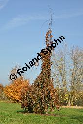 Hänge-Blut-Buche, Blut-Buche Hängeform, Fagus sylvatica 'Purpurea Pendula', Fagaceae, Fagus sylvatica 'Purpurea Pendula', Hänge-Blut-Buche, Blut-Buche Hängeform, Habitus Herbst Kauf von 07014_fagus_sylvatica_purpurea_pendula_dsc_1083.jpg