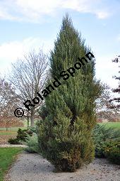 Felsengebirgs-Wacholder 'Skyrocket', Raketen-Wacholder, Juniperus scopulorum 'Skyrocket', Cupressaceae, Juniperus scopulorum 'Skyrocket', Felsengebirgs-Wacholder 'Skyrocket', Raketen-Wacholder, Habitus Kauf von 07017_juniperus_scopulorum_skyrocket_dsc_1098.jpg