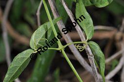 Krallentrompete, Macfadyena unguis-cati, Bignoniaceae, Macfadyena unguis-cati, Krallentrompete, Beblättert mit Ranken Kauf von 07020_macfadyena_unguis_cati_dsc_1606.jpg