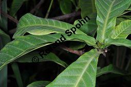 Yohimbe, Pausinystalia johimbe, Pausinystalia johimbe, Pausinystalia yohimbe, Yohimbe, Johimbe, Rubiaceae, Beblättert Kauf von 07023_pausinystalia_johimbe_dsc_1619.jpg