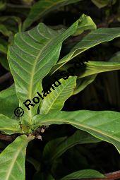 Yohimbe, Pausinystalia johimbe, Pausinystalia johimbe, Pausinystalia yohimbe, Yohimbe, Johimbe, Rubiaceae, Beblättert Kauf von 07023_pausinystalia_johimbe_dsc_1621.jpg