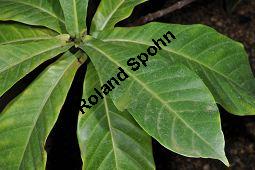 Yohimbe, Pausinystalia johimbe, Pausinystalia johimbe, Pausinystalia yohimbe, Yohimbe, Johimbe, Rubiaceae, Beblättert Kauf von 07023_pausinystalia_johimbe_dsc_1622.jpg