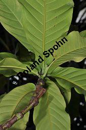 Yohimbe, Pausinystalia johimbe, Pausinystalia johimbe, Pausinystalia yohimbe, Yohimbe, Johimbe, Rubiaceae, Beblättert Kauf von 07023_pausinystalia_johimbe_dsc_1623.jpg