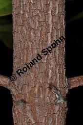 Yohimbe, Pausinystalia johimbe, Pausinystalia johimbe, Pausinystalia yohimbe, Yohimbe, Johimbe, Rubiaceae, Beblättert Kauf von 07023_pausinystalia_johimbe_dsc_1624.jpg