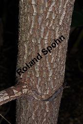 Yohimbe, Pausinystalia johimbe, Pausinystalia johimbe, Pausinystalia yohimbe, Yohimbe, Johimbe, Rubiaceae, Beblättert Kauf von 07023_pausinystalia_johimbe_dsc_1626.jpg