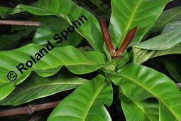 Yohimbe, Pausinystalia johimbe, Pausinystalia johimbe, Pausinystalia yohimbe, Yohimbe, Johimbe, Rubiaceae, Beblättert Kauf von 07023_pausinystalia_johimbe_dsc_7039.jpg