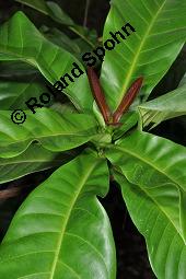 Yohimbe, Pausinystalia johimbe, Pausinystalia johimbe, Pausinystalia yohimbe, Yohimbe, Johimbe, Rubiaceae, Beblättert Kauf von 07023_pausinystalia_johimbe_dsc_7040.jpg