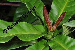 Yohimbe, Pausinystalia johimbe, Pausinystalia johimbe, Pausinystalia yohimbe, Yohimbe, Johimbe, Rubiaceae, Beblättert Kauf von 07023_pausinystalia_johimbe_dsc_7041.jpg