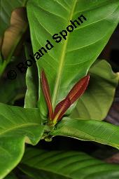 Yohimbe, Pausinystalia johimbe, Pausinystalia johimbe, Pausinystalia yohimbe, Yohimbe, Johimbe, Rubiaceae, Beblättert Kauf von 07023_pausinystalia_johimbe_dsc_7042.jpg