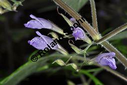 Riesenwasserfreund, Riesen-Wasserfreund, Nomaphila corymbosa, Hygrophila corymbosa, Acanthaceae, Nomaphila corymbosa, Hygrophila corymbosa, Riesenwasserfreund, Riesen-Wasserfreund, Blühend Kauf von 07024_nomaphila_corymbosa_dsc_1631.jpg
