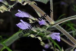 Riesenwasserfreund, Riesen-Wasserfreund, Nomaphila corymbosa, Hygrophila corymbosa, Acanthaceae, Nomaphila corymbosa, Hygrophila corymbosa, Riesenwasserfreund, Riesen-Wasserfreund, Blühend Kauf von 07024_nomaphila_corymbosa_dsc_1632.jpg
