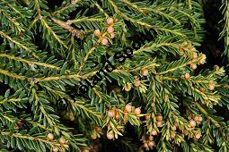 Europäische Eibe 'Adpressa Aurea', Taxus baccata 'Adpressa Aurea', Taxaceae, Taxus baccata 'Adpressa Aurea', Europäische Eibe 'Adpressa Aurea', Zweige mit männlichen Knospen Kauf von 07027_taxus_baccata_adpressa_aurea_dsc_1656.jpg