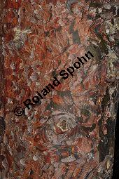 Glatte Arizona-Zypresse, Glattrindige Arizona-Zypresse, Cupressus arizonica var. glabra, Cupressus glabra, Cupressaceae, Glattrindige Arizona-Zypresse, Cupressus arizonica var. glabra, Cupressus glabra, Glatte Arizona-Zypresse, Glattrindige Arizona-Zypresse, fruchtend und männliche Blütenknospen Kauf von 07028_cupressus_arizonica_glabra_dsc_1661.jpg