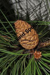 Großzapfige Gelb-Kiefer, Pinus ponderosa var. ponderosa, Pinaceae, Pinus ponderosa var. ponderosa, Großzapfige Gelb-Kiefer, fruchtend Kauf von 07029_pinus_ponderosa_ponderosa_dsc_1664.jpg