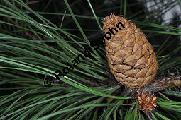 Großzapfige Gelb-Kiefer, Pinus ponderosa var. ponderosa, Pinaceae, Pinus ponderosa var. ponderosa, Großzapfige Gelb-Kiefer, fruchtend Kauf von 07029_pinus_ponderosa_ponderosa_dsc_1665.jpg