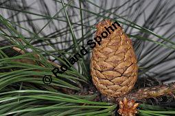 Großzapfige Gelb-Kiefer, Pinus ponderosa var. ponderosa, Pinaceae, Pinus ponderosa var. ponderosa, Großzapfige Gelb-Kiefer, fruchtend Kauf von 07029_pinus_ponderosa_ponderosa_dsc_1666.jpg